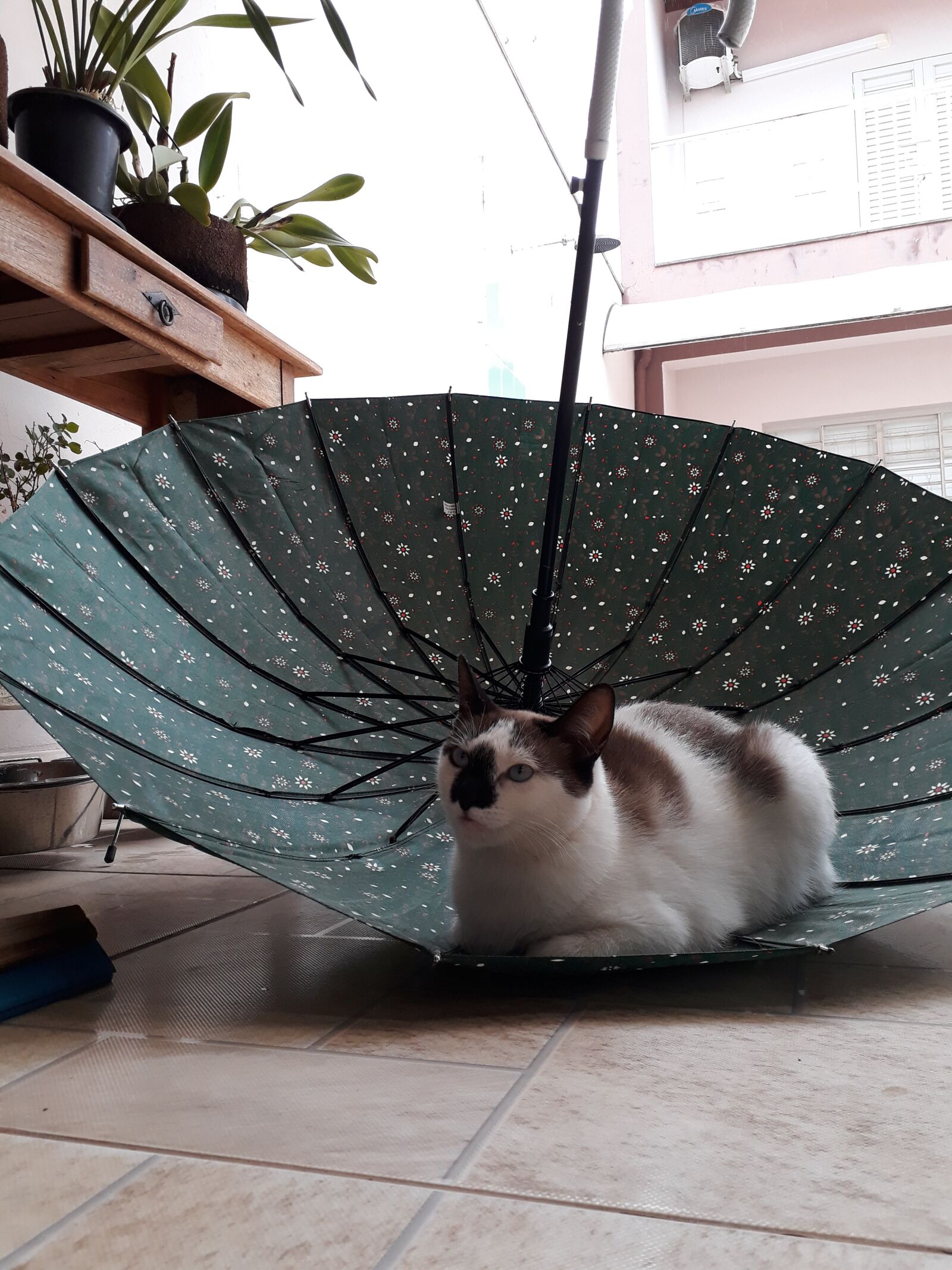 Samsung Galaxy J7 Prime sample photo. Cat, umbrella photography
