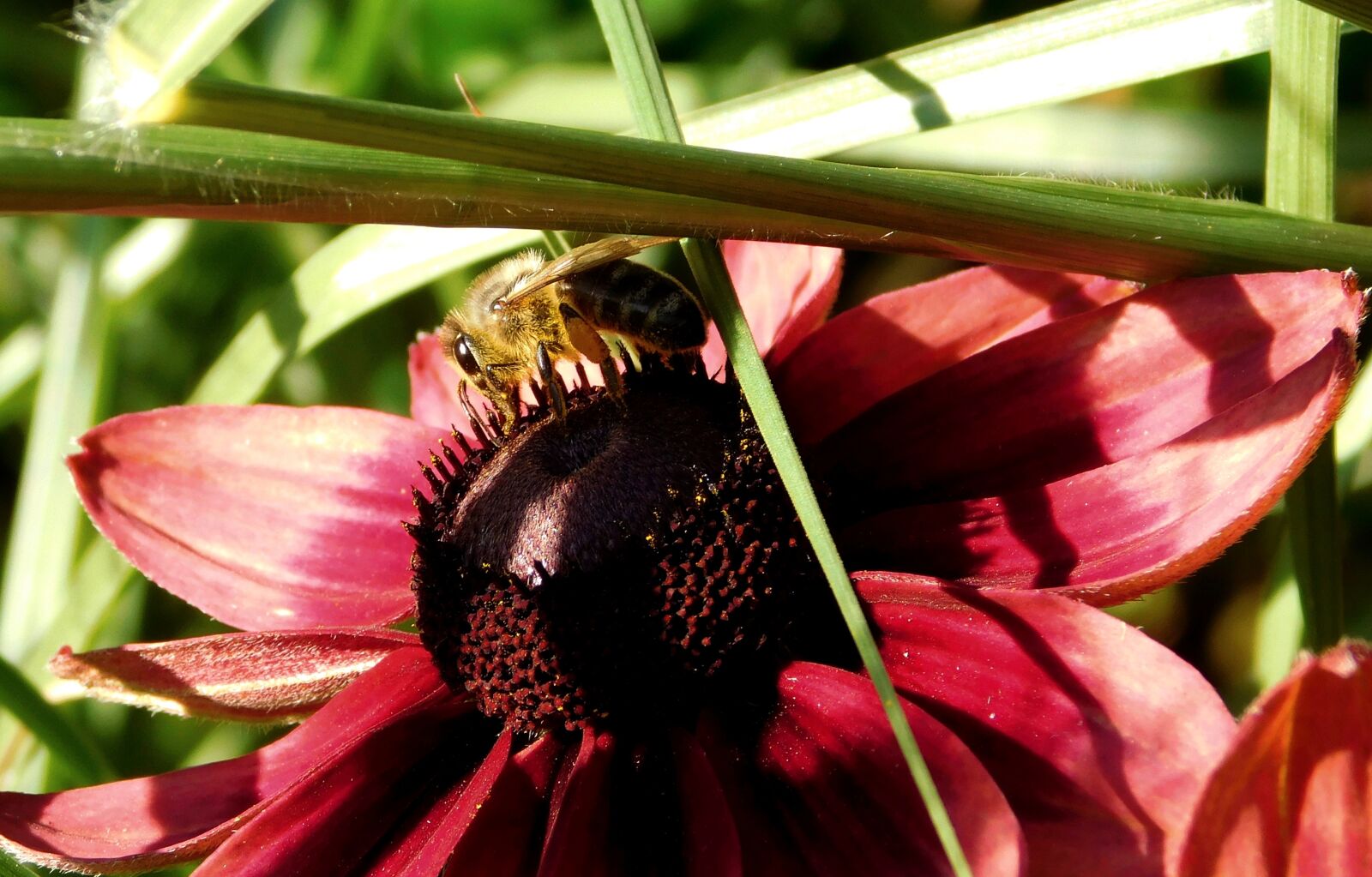 Nikon Coolpix L840 sample photo. Bee, collect nectar, close photography