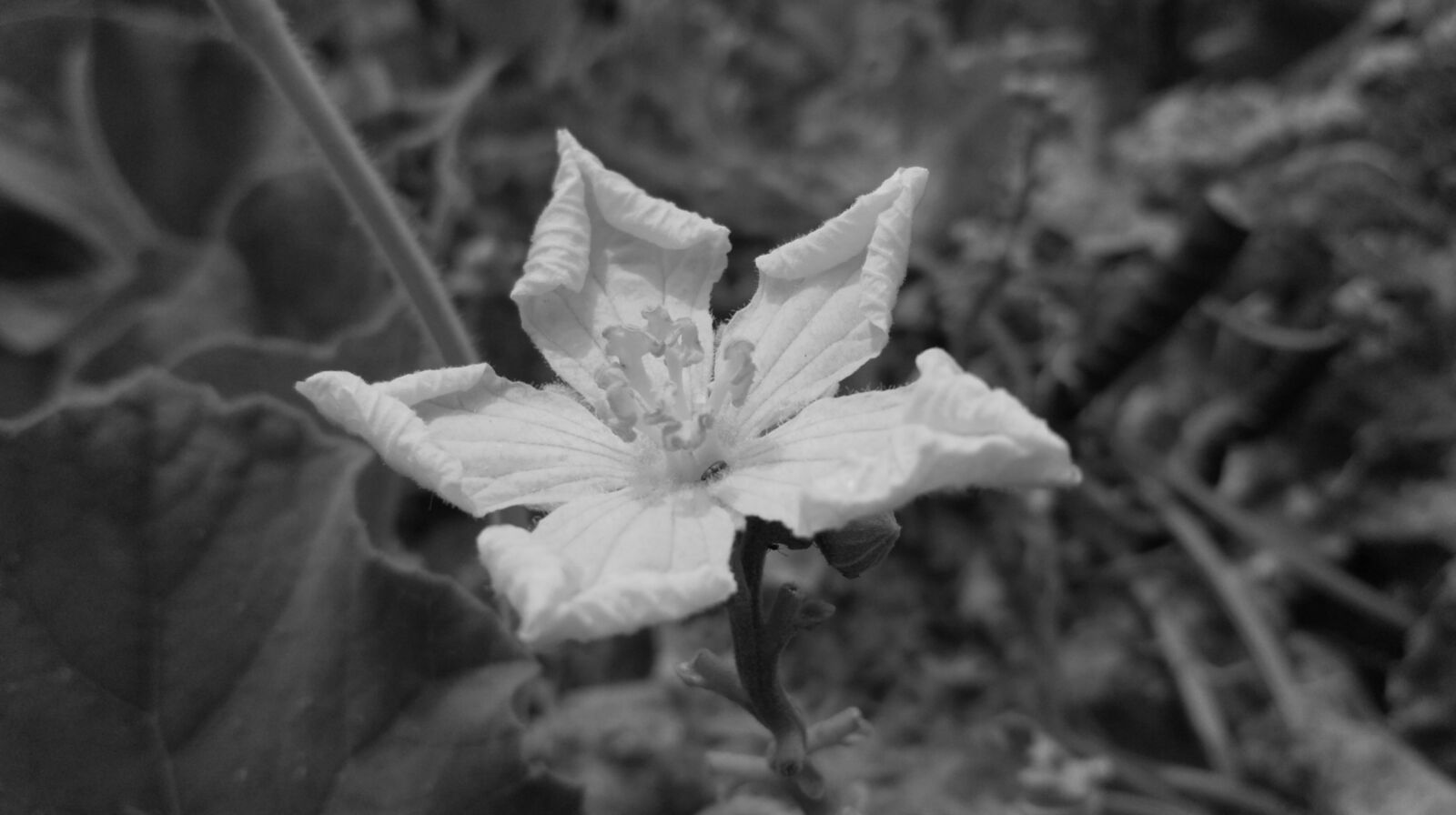 Xiaomi Redmi 3S sample photo. Beautiful, flowers, black, and photography