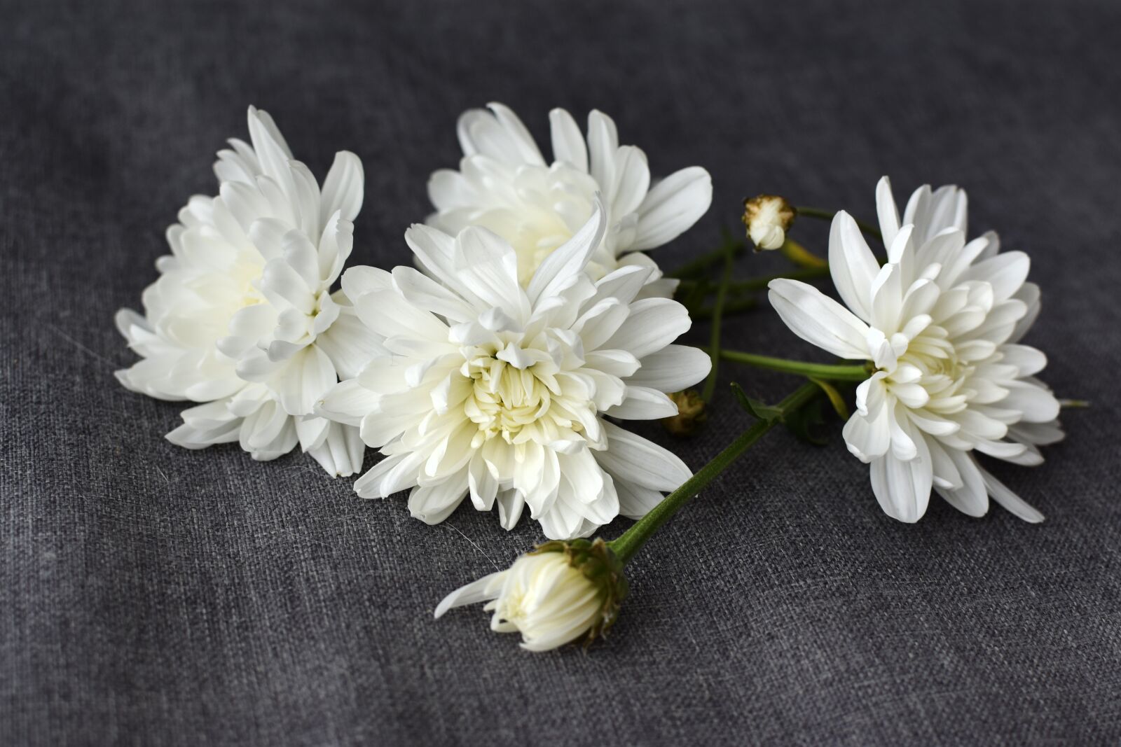 Nikon D3400 sample photo. White, flowers, dahlias photography