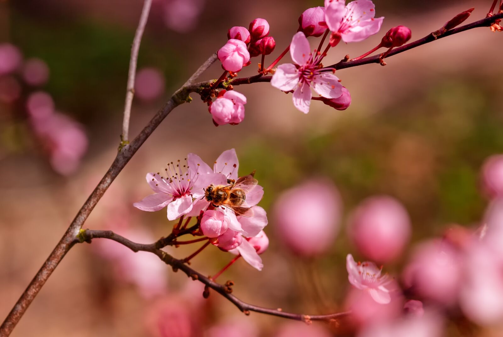 Canon EOS 5D sample photo. Creature, animal, bee photography