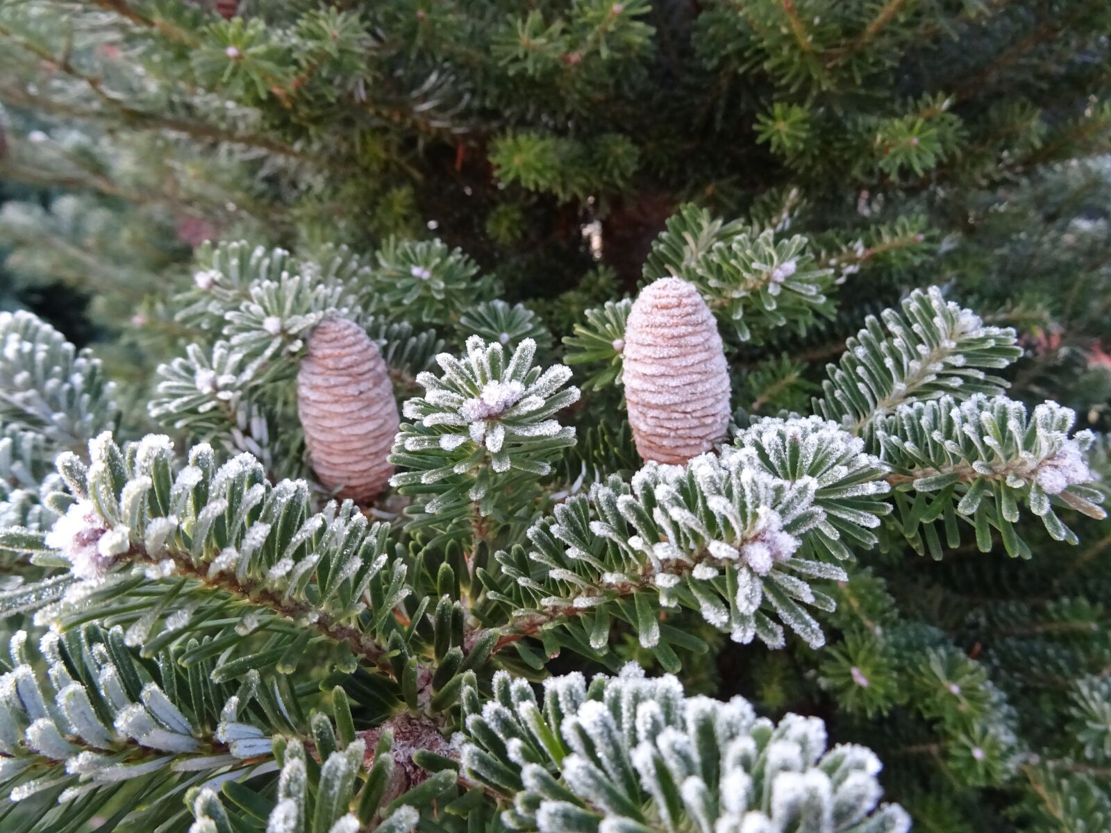 Sony DSC-HX60 sample photo. Winter, frost, nature photography
