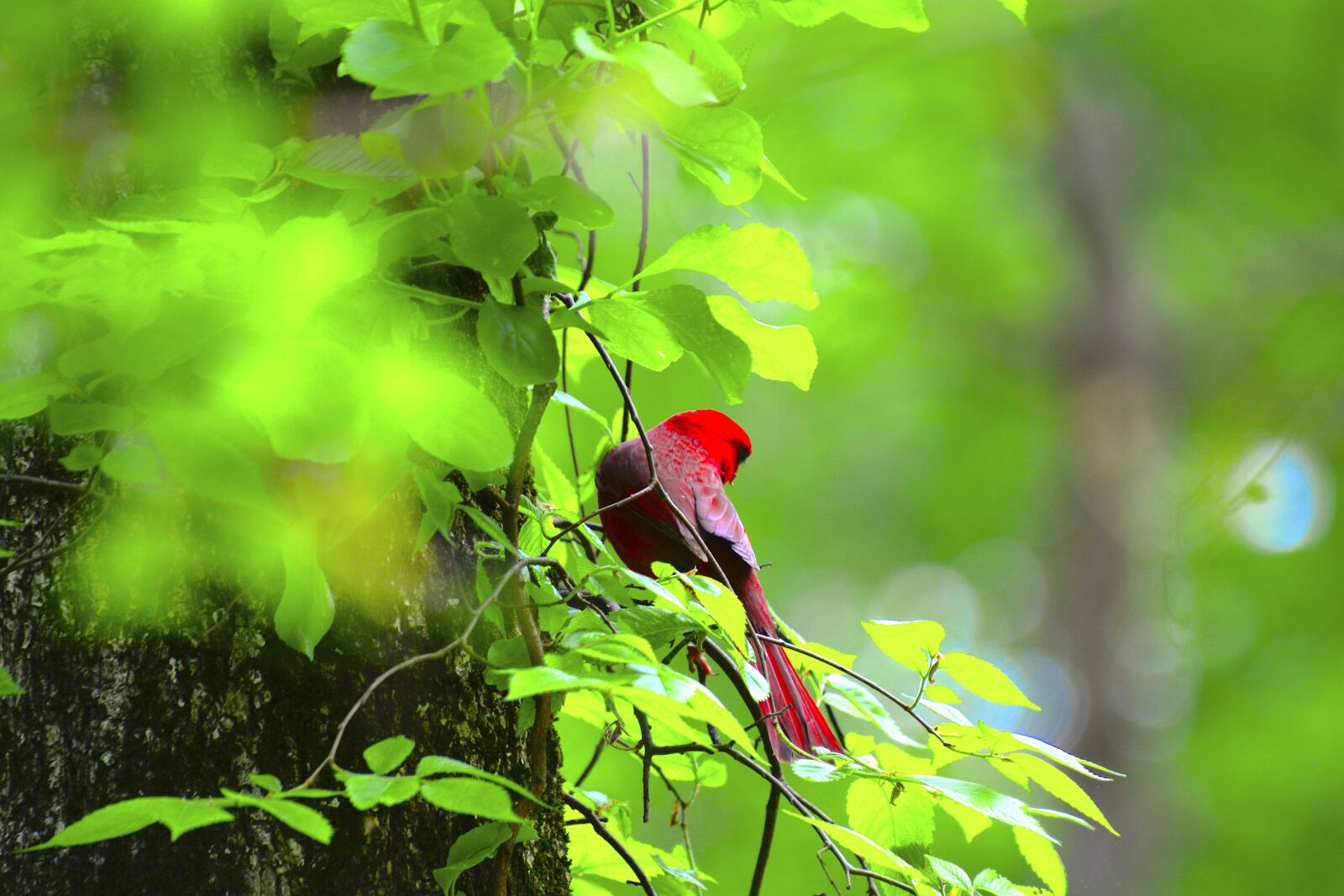 Nikon D5200 sample photo. Red, bird, love photography
