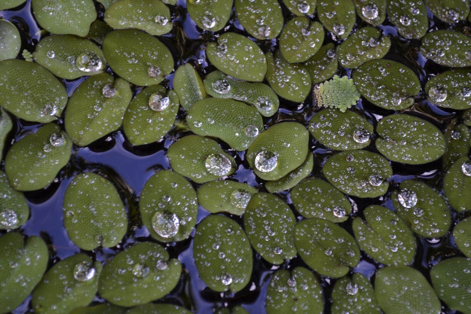 Nikon D3100 sample photo. Droplet, water-plant, duckweed photography