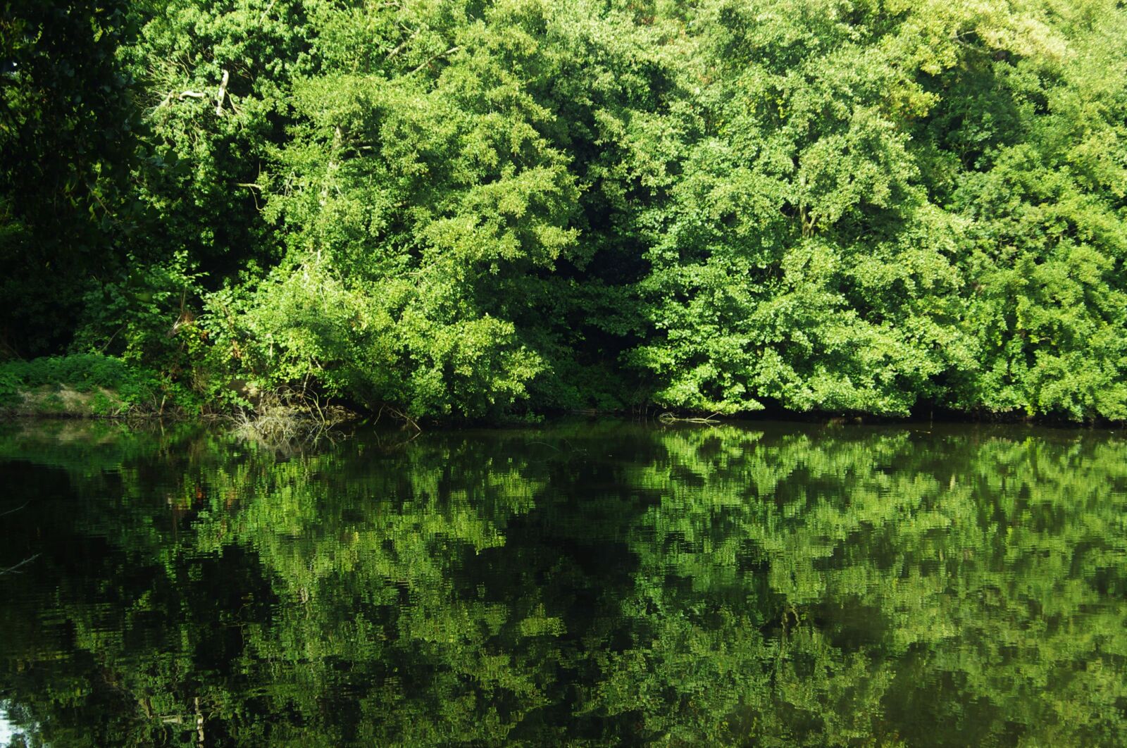 Pentax K-x sample photo. Lake, trees, green photography