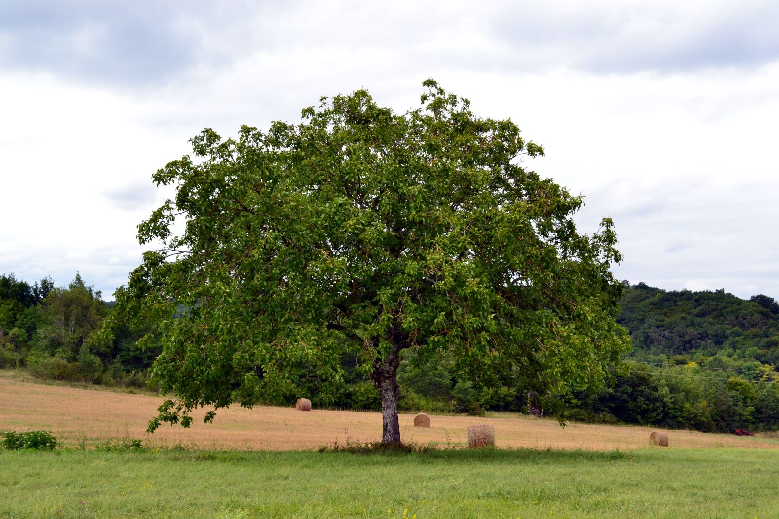Nikon D3100 sample photo. Tree, nature, field photography
