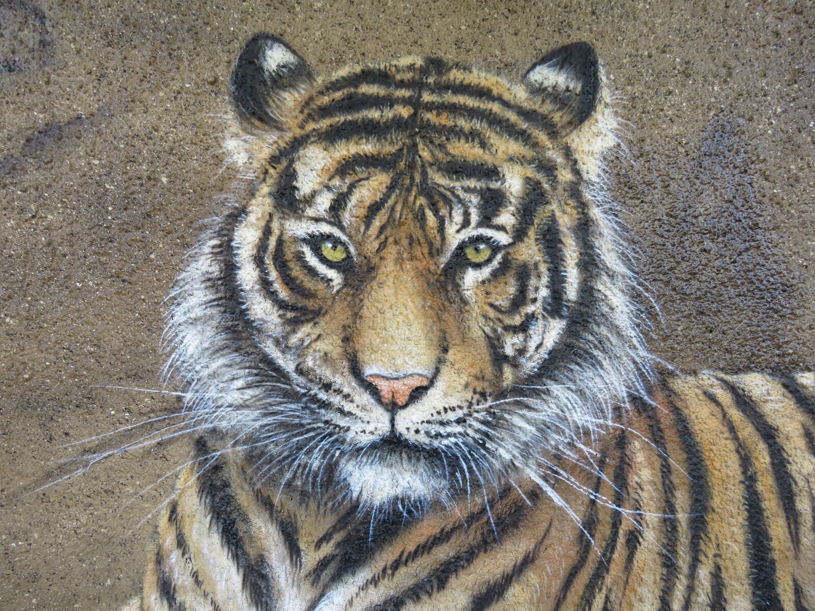 Canon PowerShot SX60 HS sample photo. Tiger, wall art, wall photography