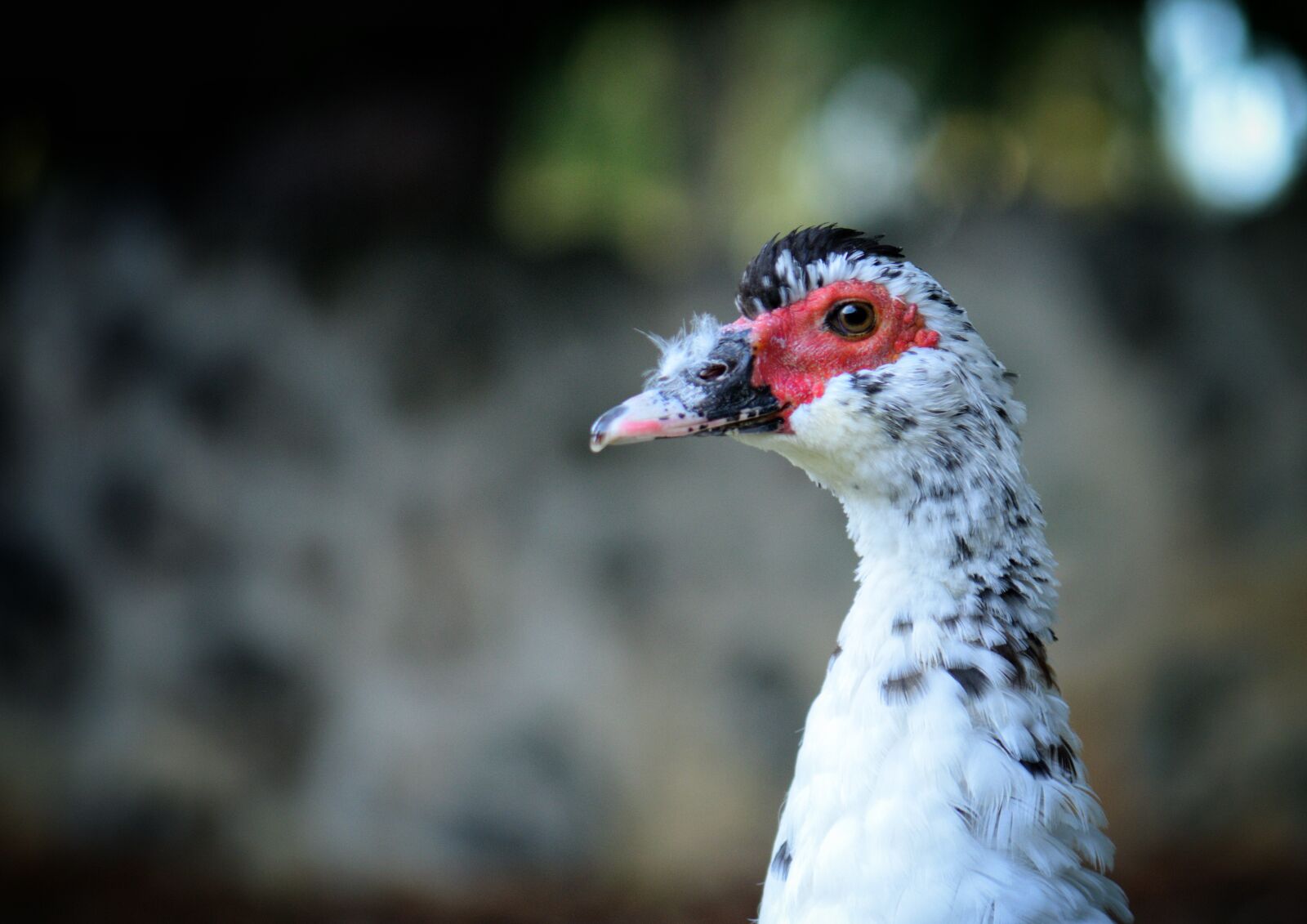 Nikon D3300 sample photo. Duck, muscovy, bird photography