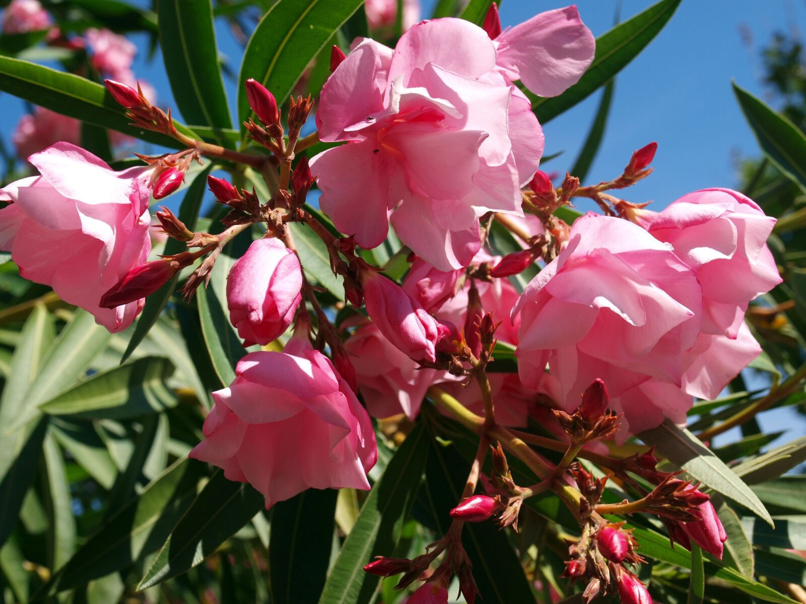 Olympus E-420 (EVOLT E-420) sample photo. Flowers, shrub in bloom photography