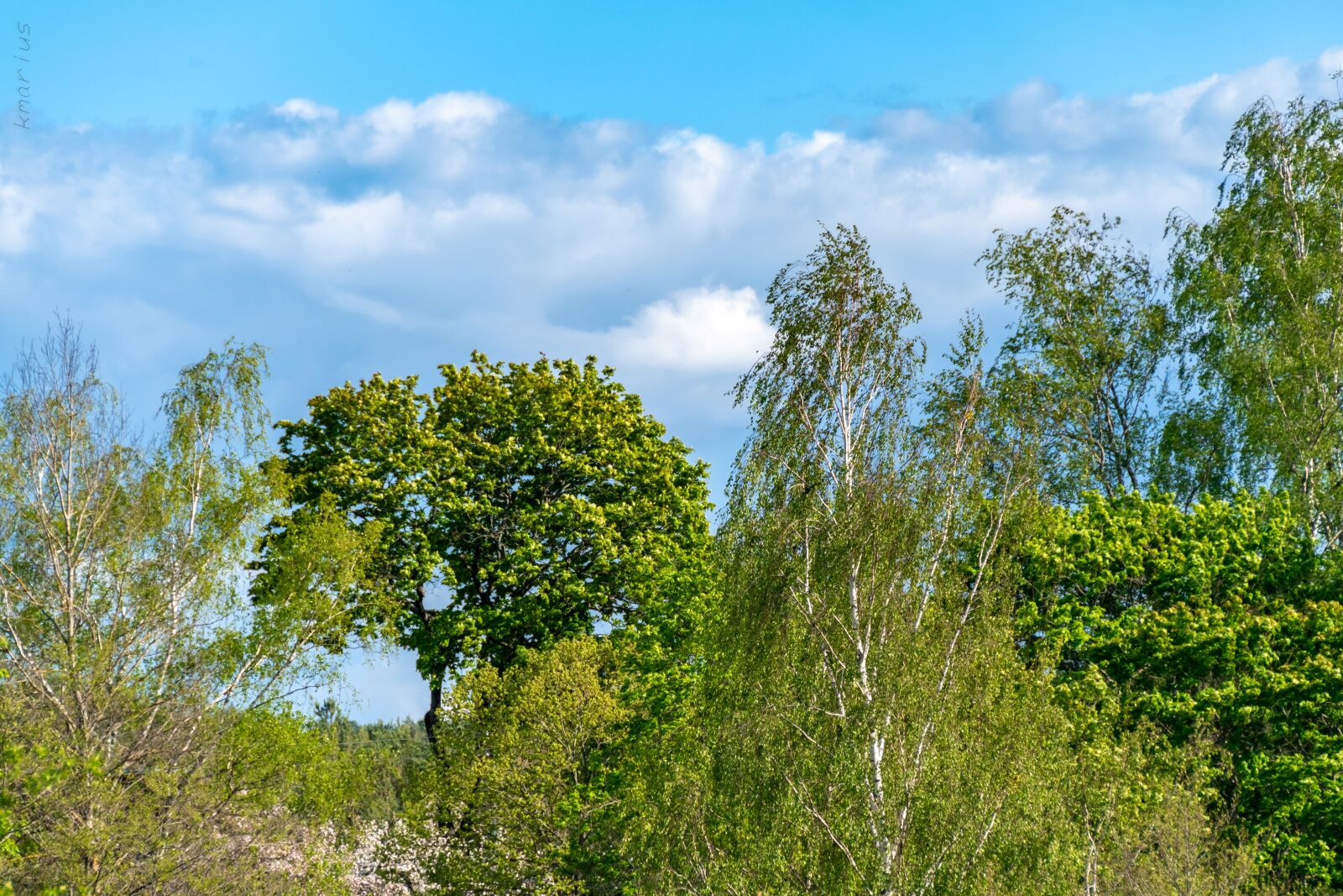Nikon D5600 sample photo. Trees, sky, clouds photography