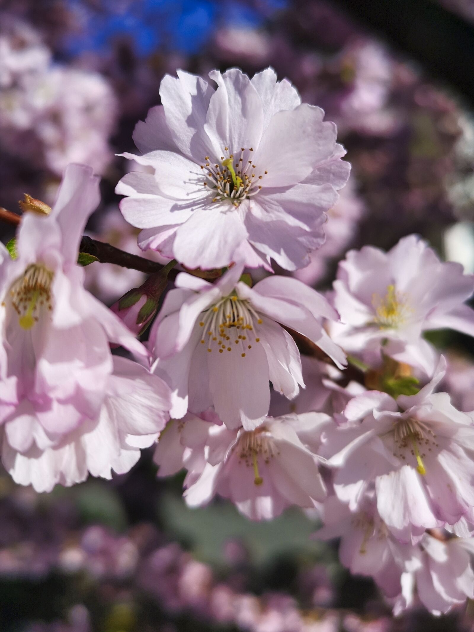 HUAWEI CLT-L29 sample photo. Blossom, bloom, spring photography