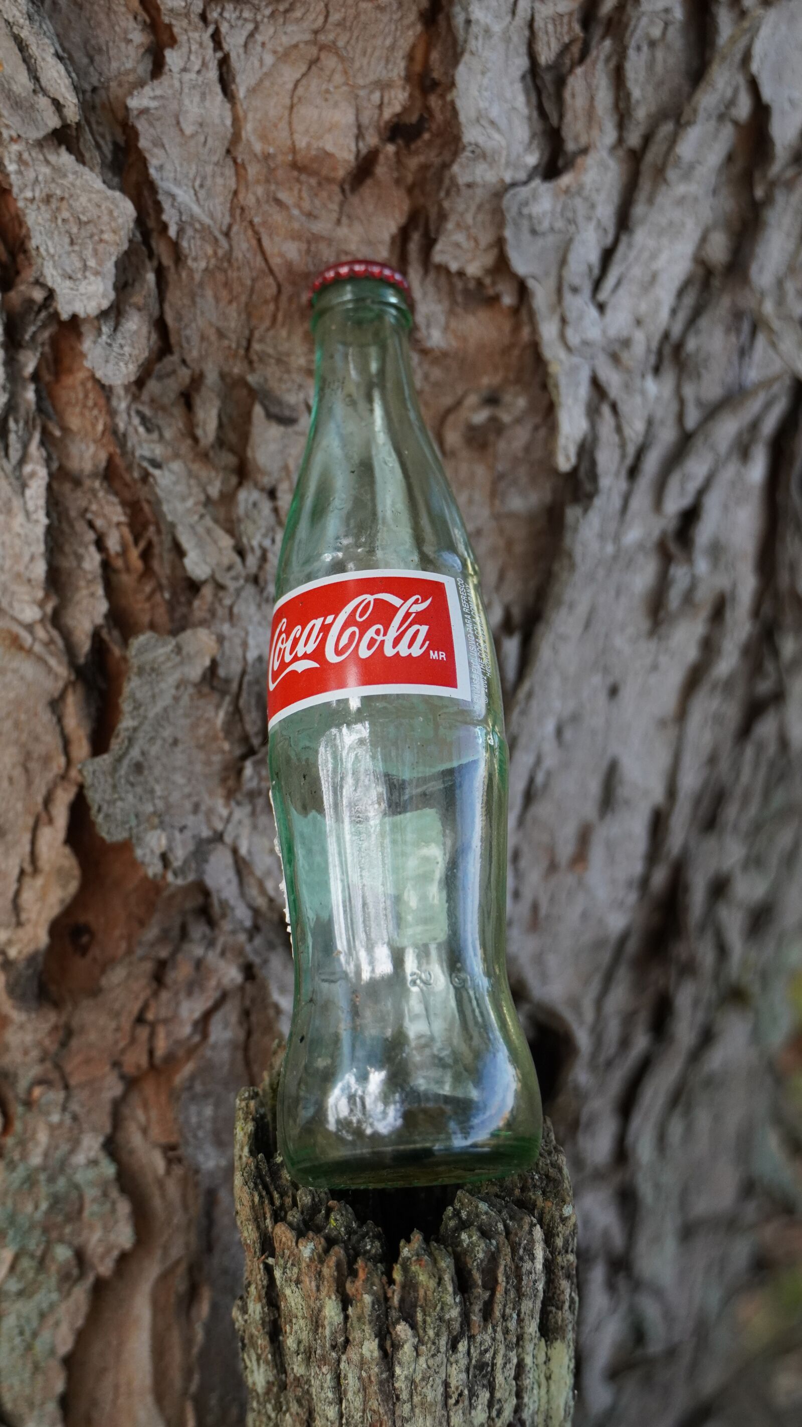 Sony a6400 sample photo. Tree, bottle, garbage photography