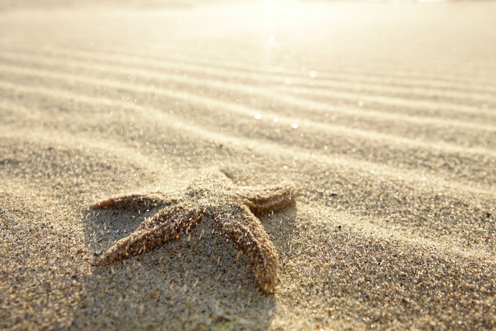 Sony Cyber-shot DSC-RX10 III sample photo. Starfish, beach, summer photography