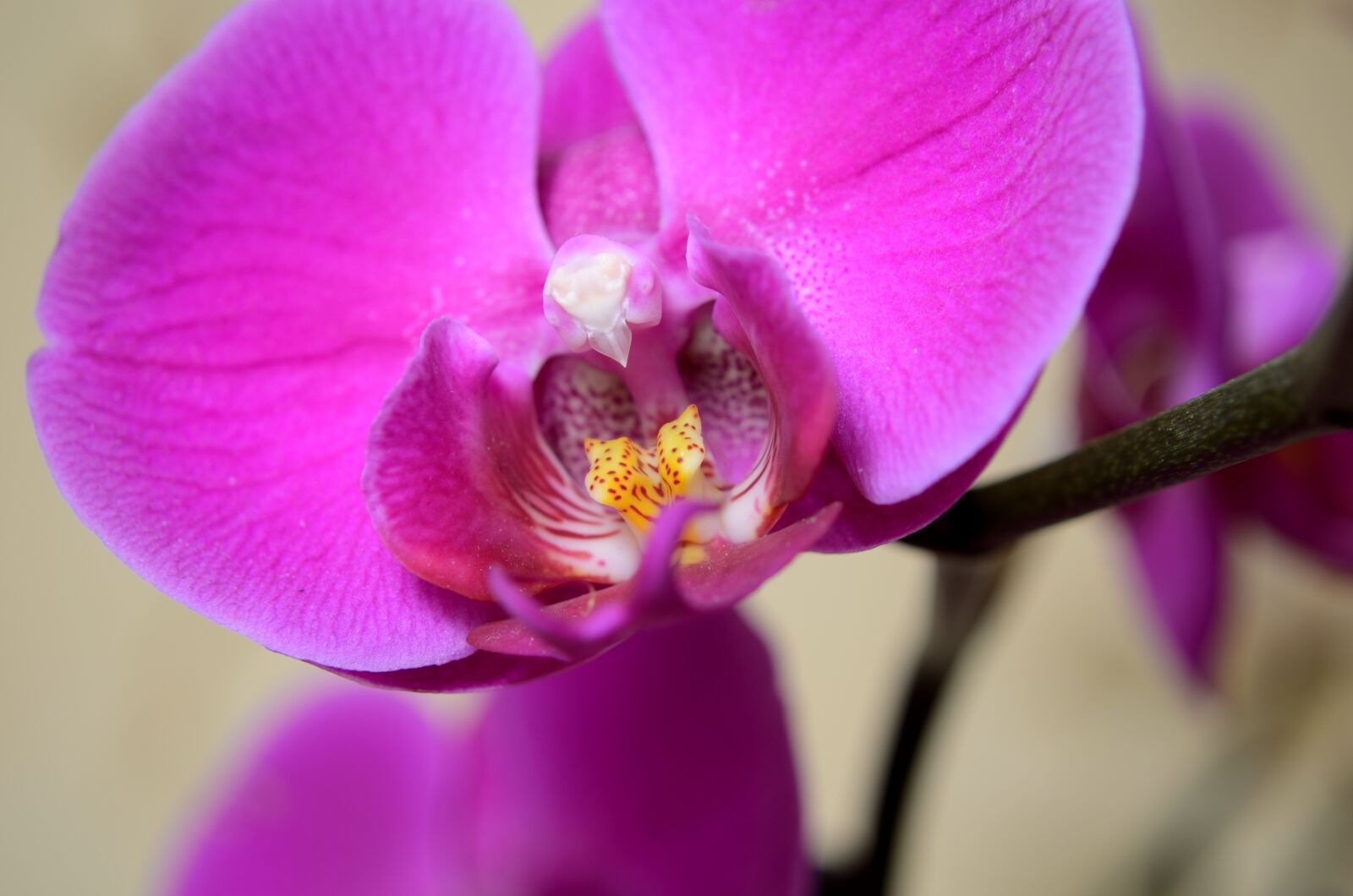 Nikon D5100 sample photo. Flowers, orchid, blossomed photography