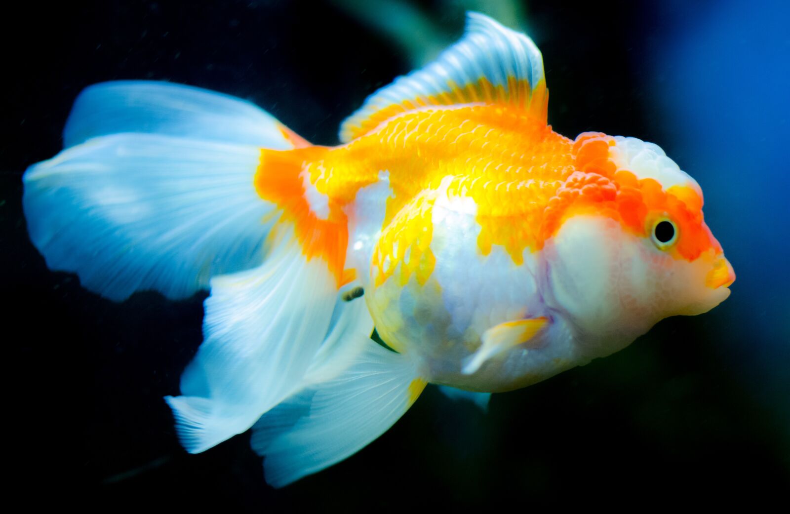 Nikon D7000 sample photo. Underwater, aquarium, fish photography