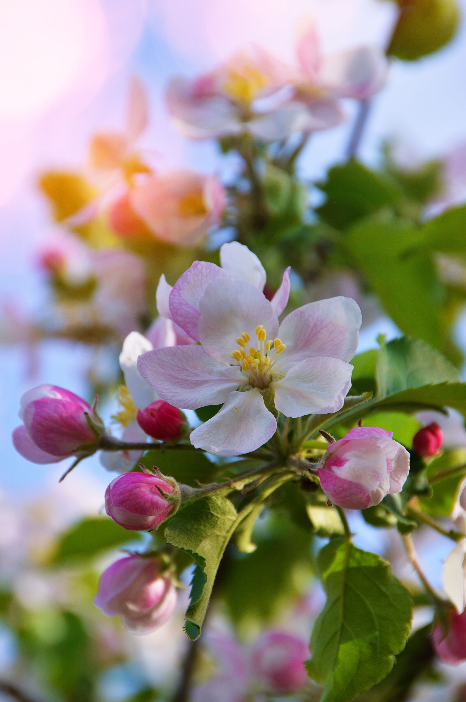 Nikon D3200 sample photo. Flower, nature, plant photography