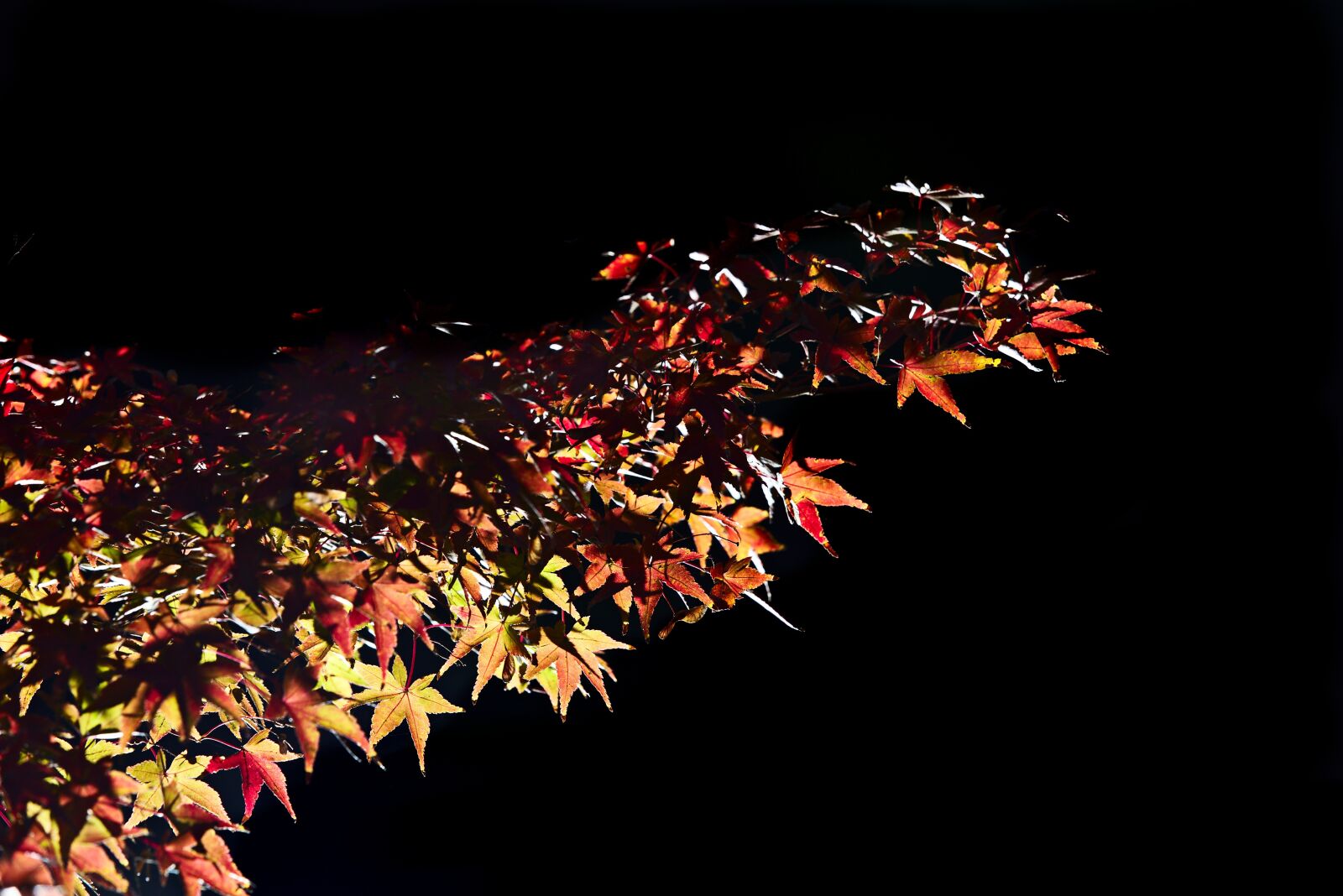 Canon EOS 6D sample photo. Autumn, japan, maple leaf photography