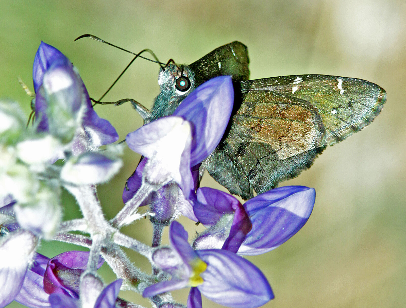 Canon EF 300mm F4L IS USM sample photo