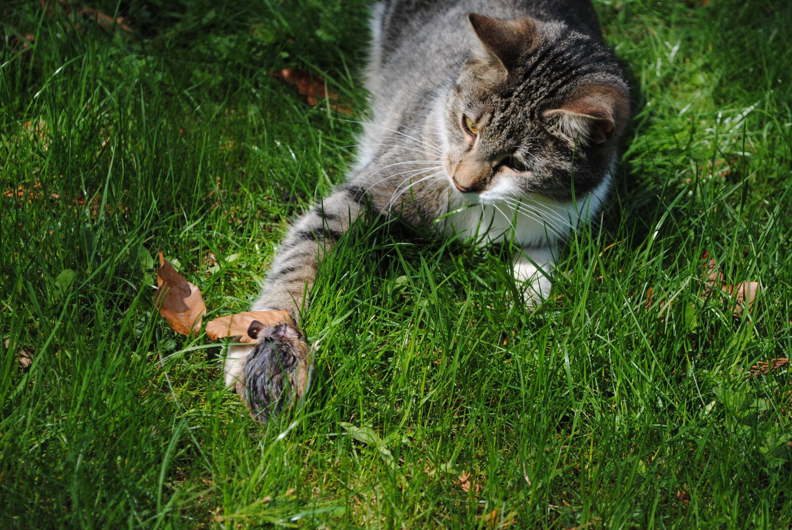 Nikon D3000 sample photo. Cat, mouse, hunt photography
