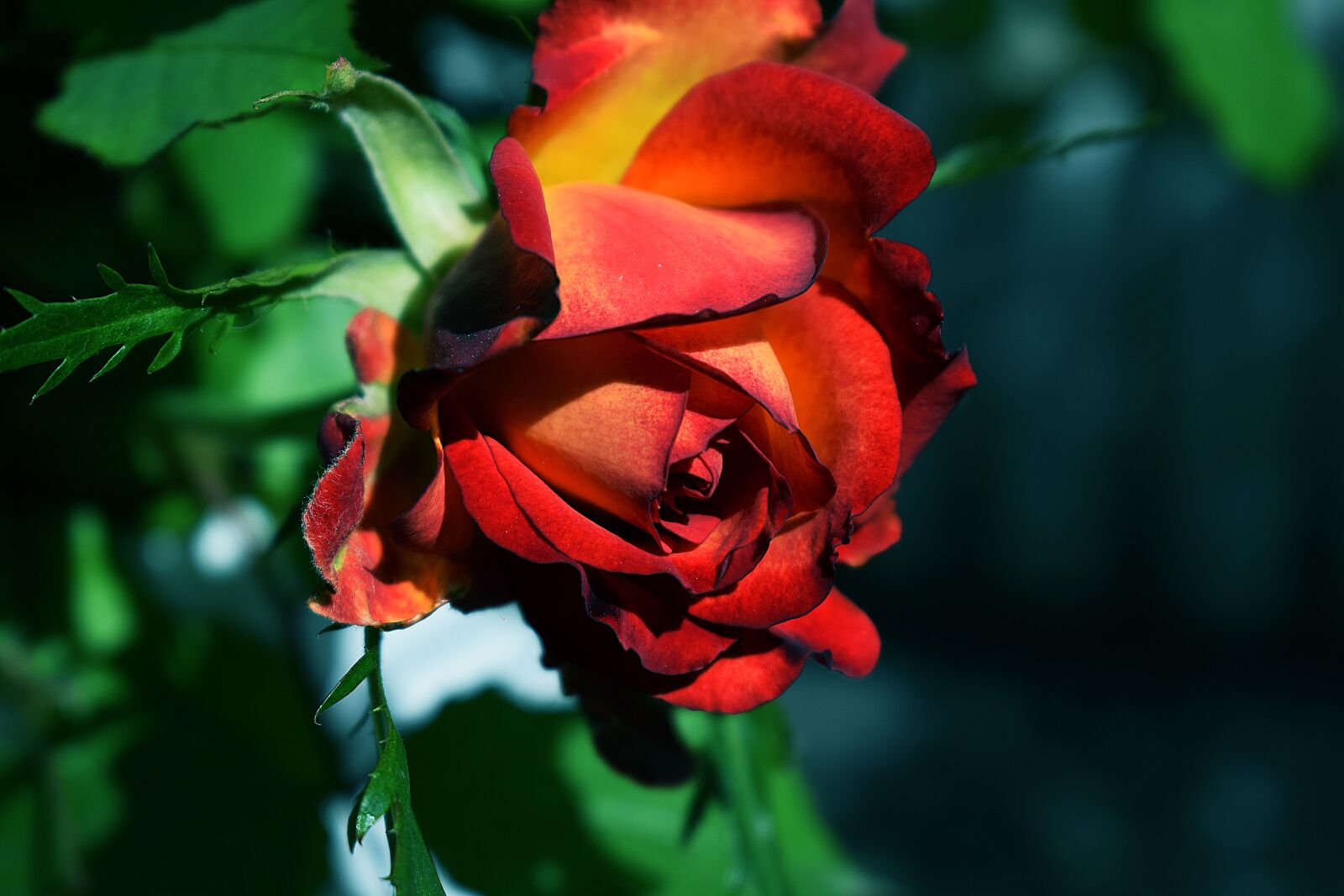 Nikon D3300 sample photo. Flower, rose, plant photography