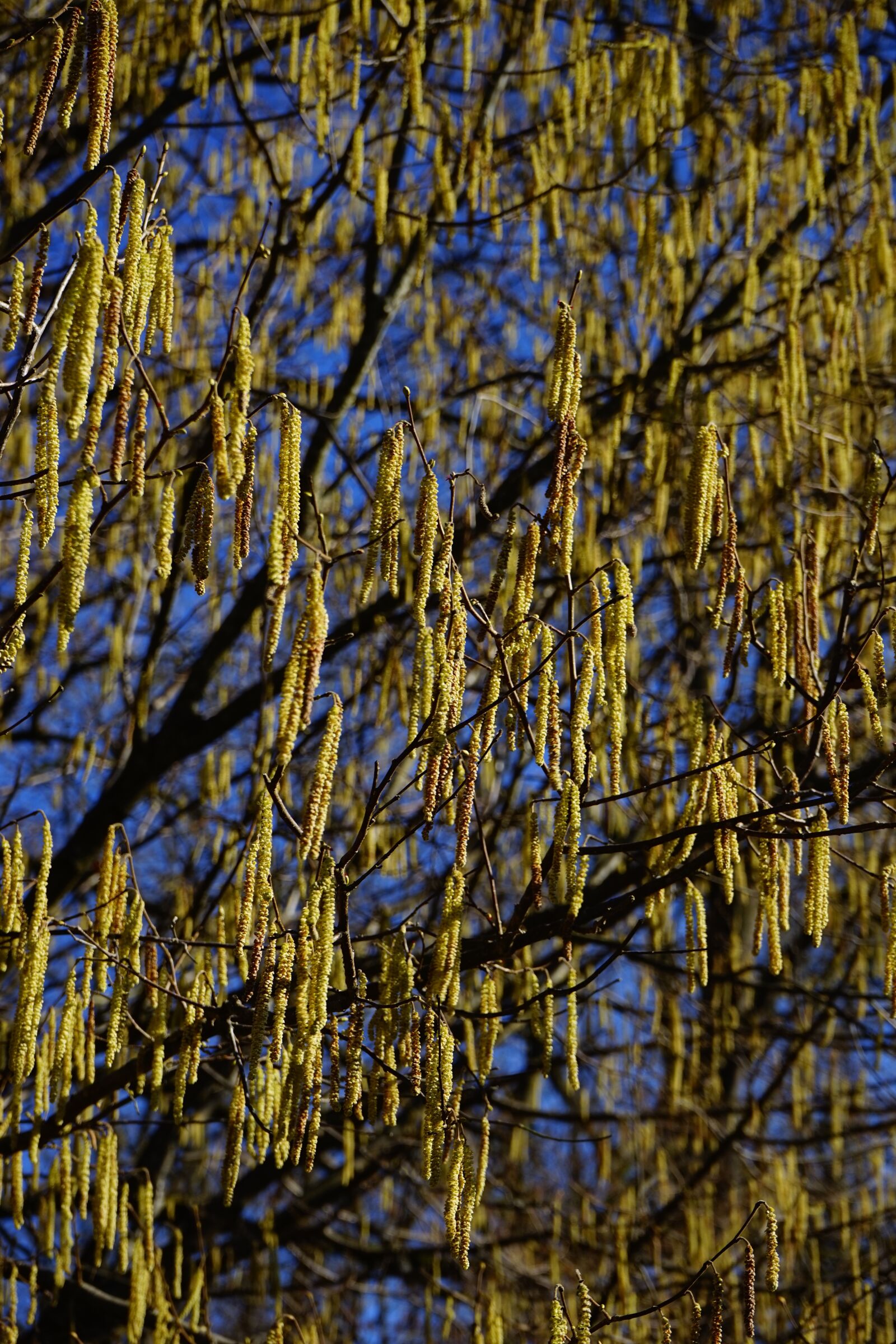 Sony a7 sample photo. Common hazel, inflorescences, male photography