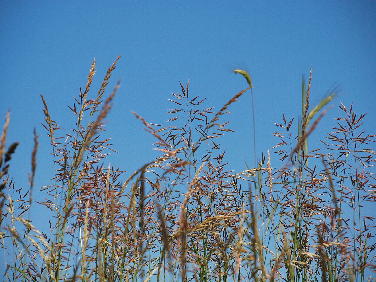 Olympus E-620 (EVOLT E-620) sample photo. Grasses, wayside, grass photography