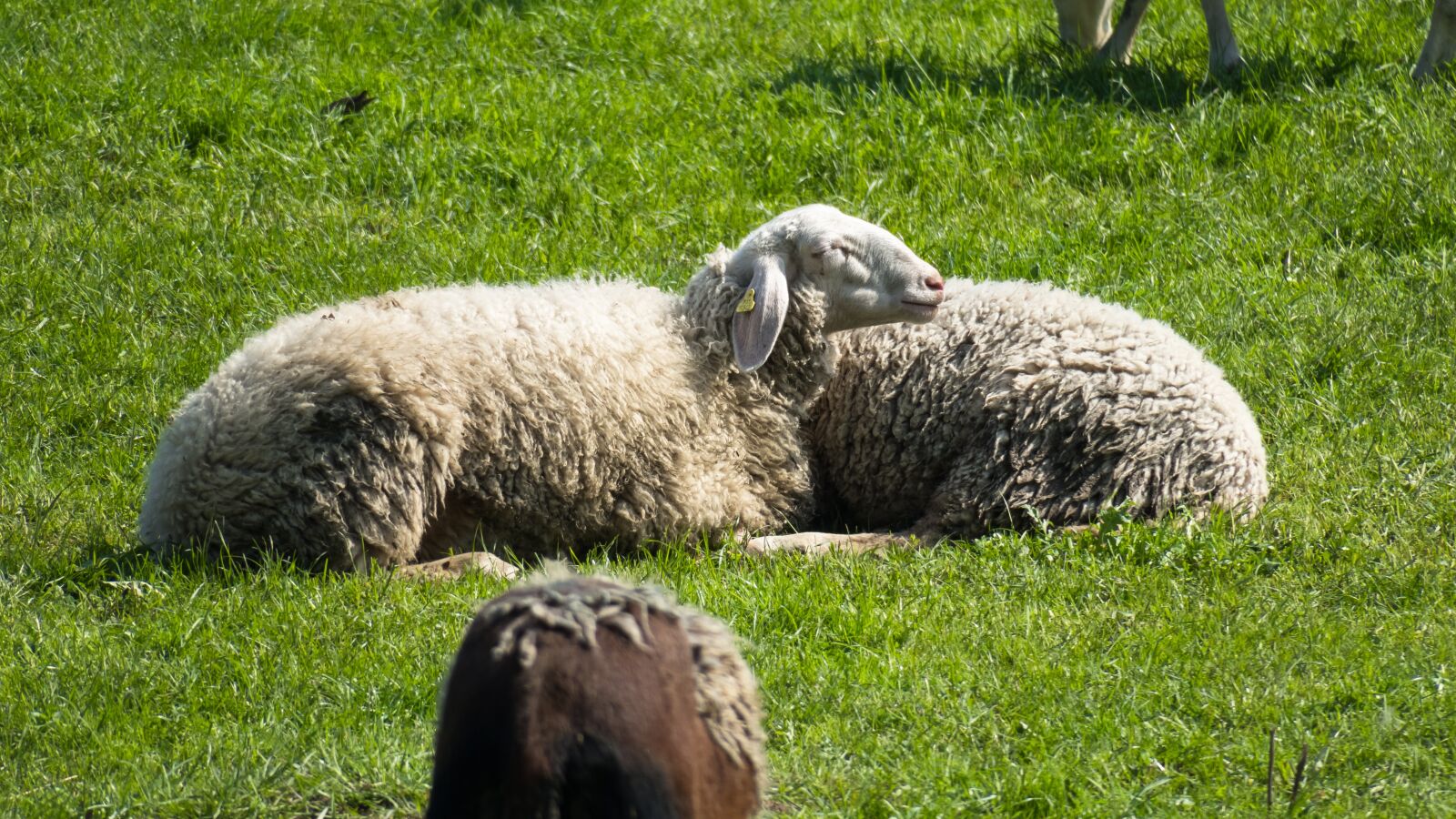Canon PowerShot G3 X sample photo. Sheep, rest, concerns photography