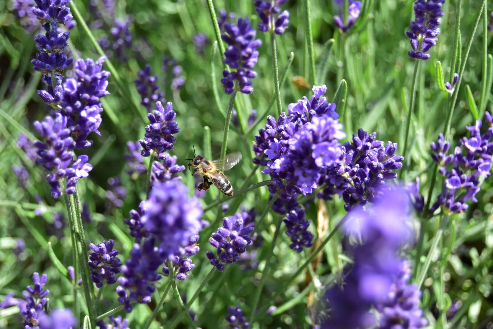 Nikon D5600 sample photo. Bee in flight, bee photography