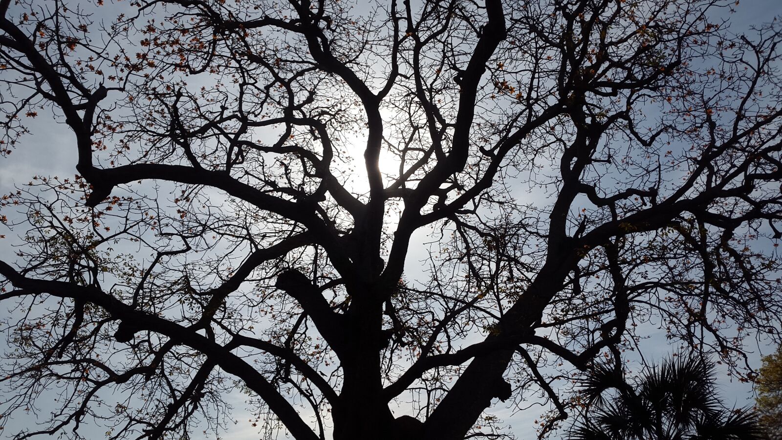 Samsung Galaxy Alpha sample photo. Tree, branch, landscape photography