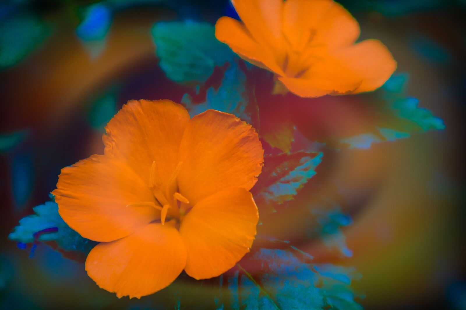 Canon EF-M 15-45mm F3.5-6.3 IS STM sample photo. Flower, natural, flowers photography