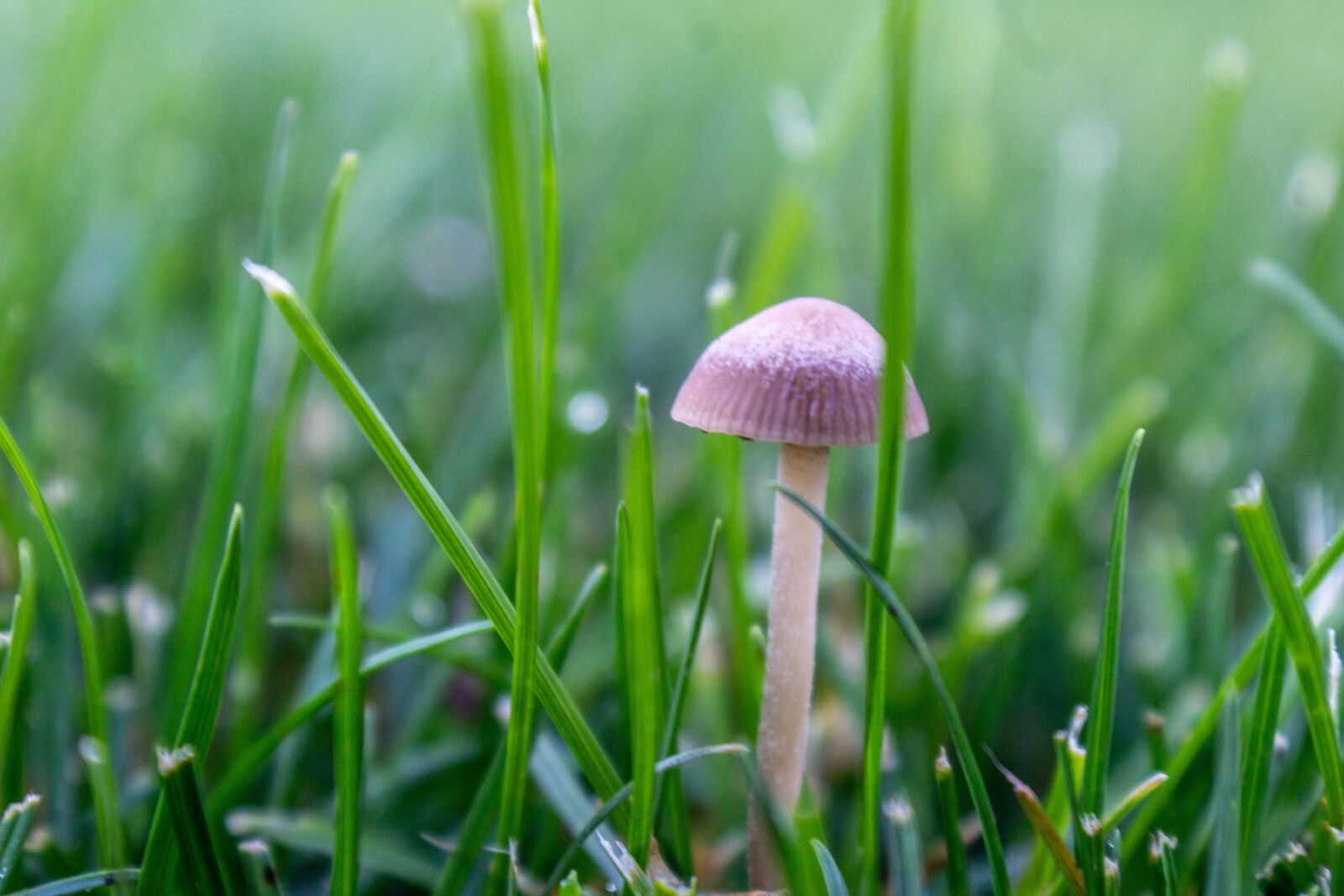 Canon EOS 1200D (EOS Rebel T5 / EOS Kiss X70 / EOS Hi) sample photo. Mushroom, grass, nature photography