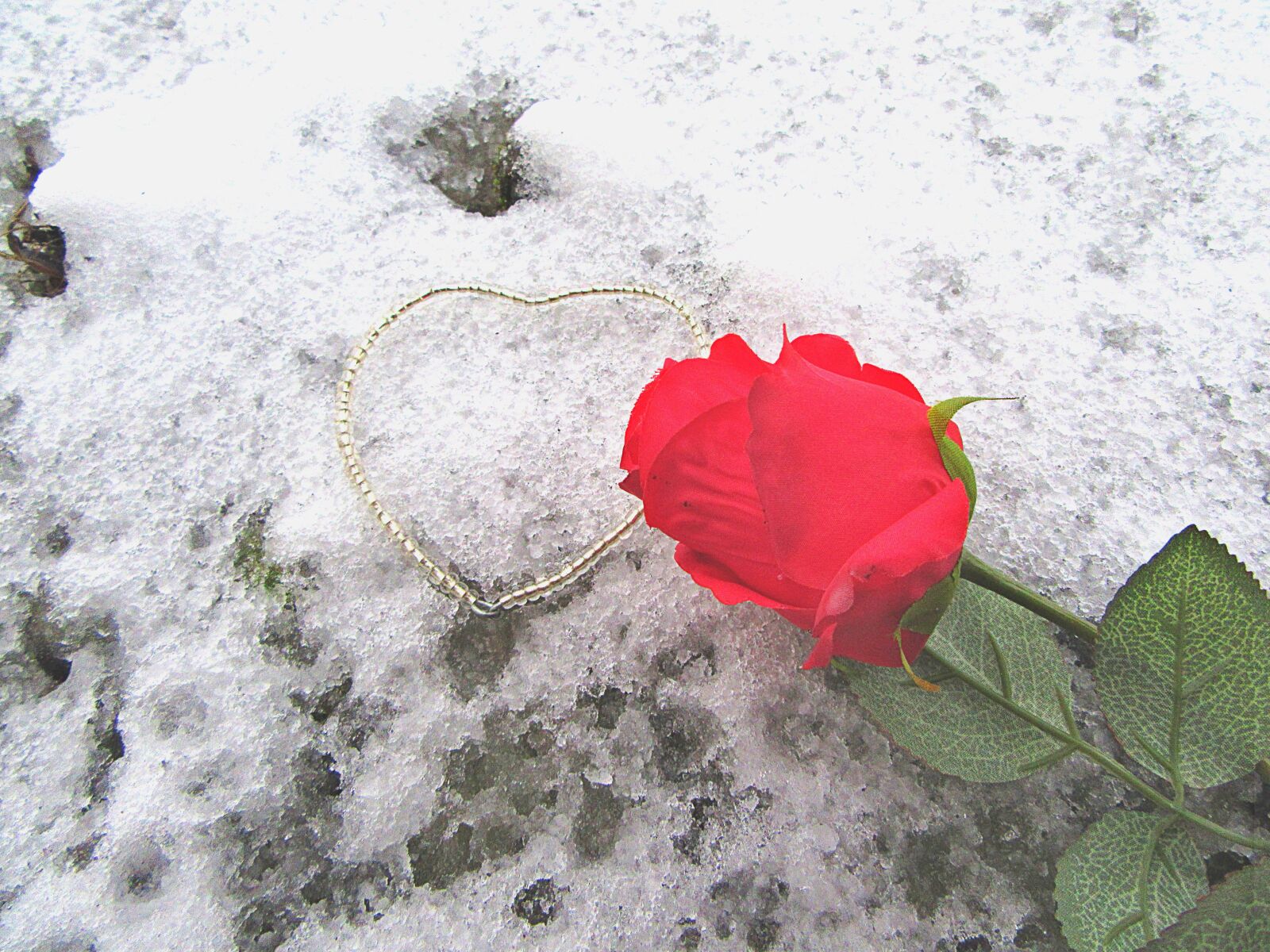 Canon PowerShot SX610 HS sample photo. Rose, the heart of photography