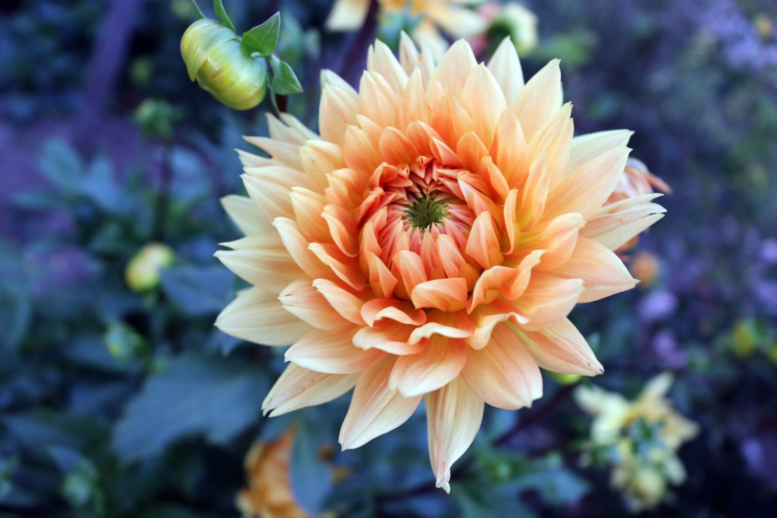 Canon EOS 750D (EOS Rebel T6i / EOS Kiss X8i) sample photo. Orange dahlia, dahlia, ora photography
