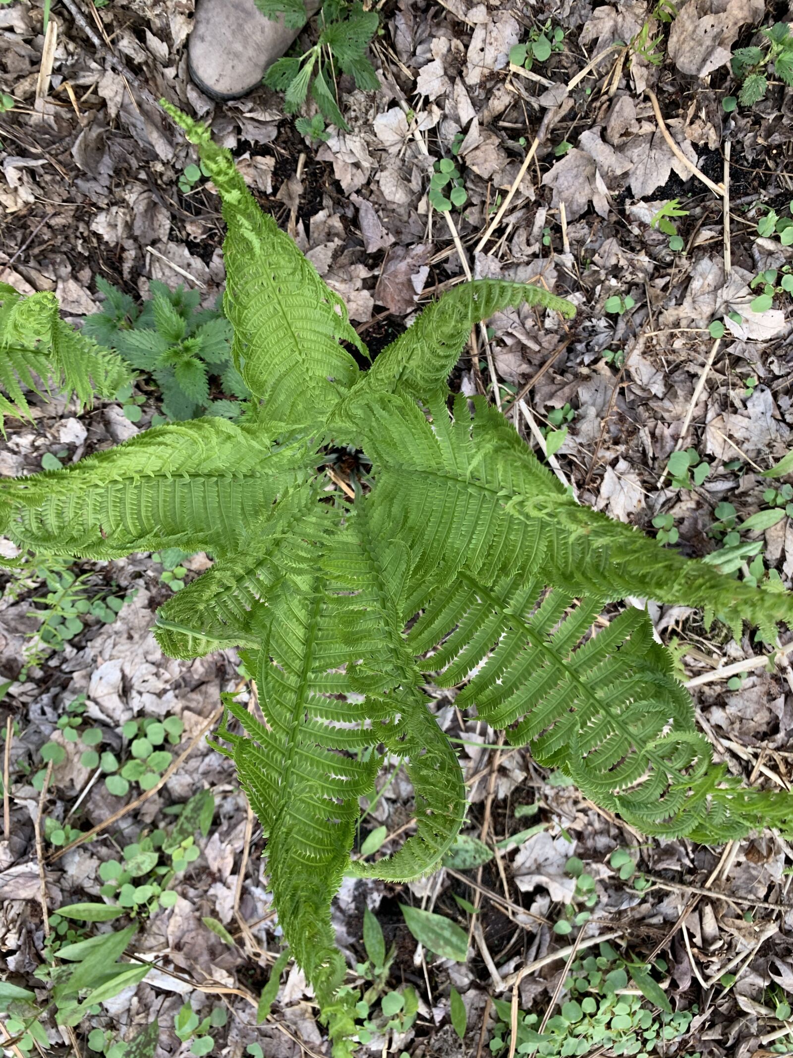 Apple iPhone XR sample photo. Fern, woods, forest photography