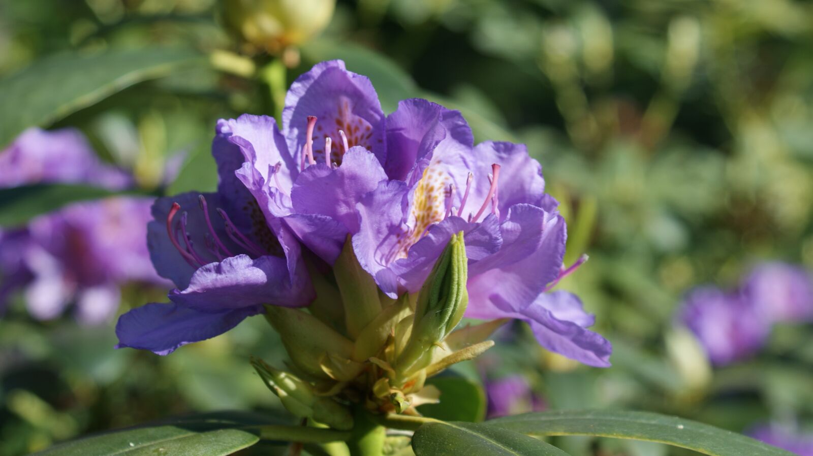 Sony Alpha DSLR-A350 sample photo. Rhododendron, flower, spring photography