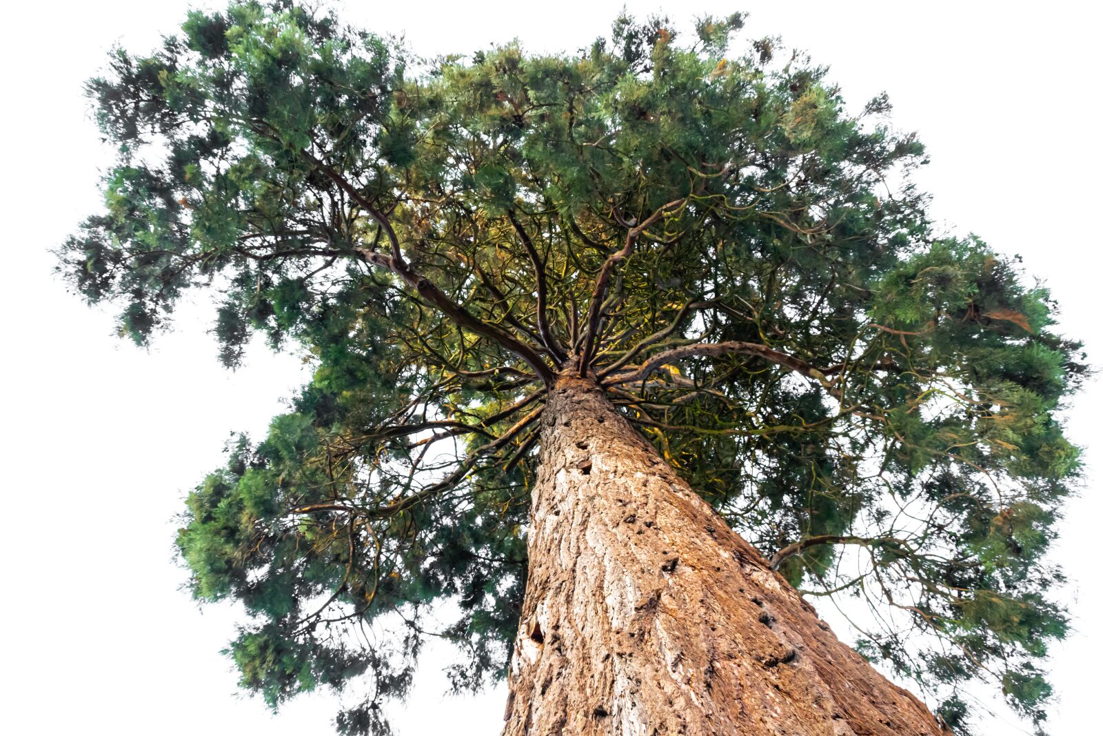 Canon EOS 80D sample photo. Sequoia, tree, plant photography