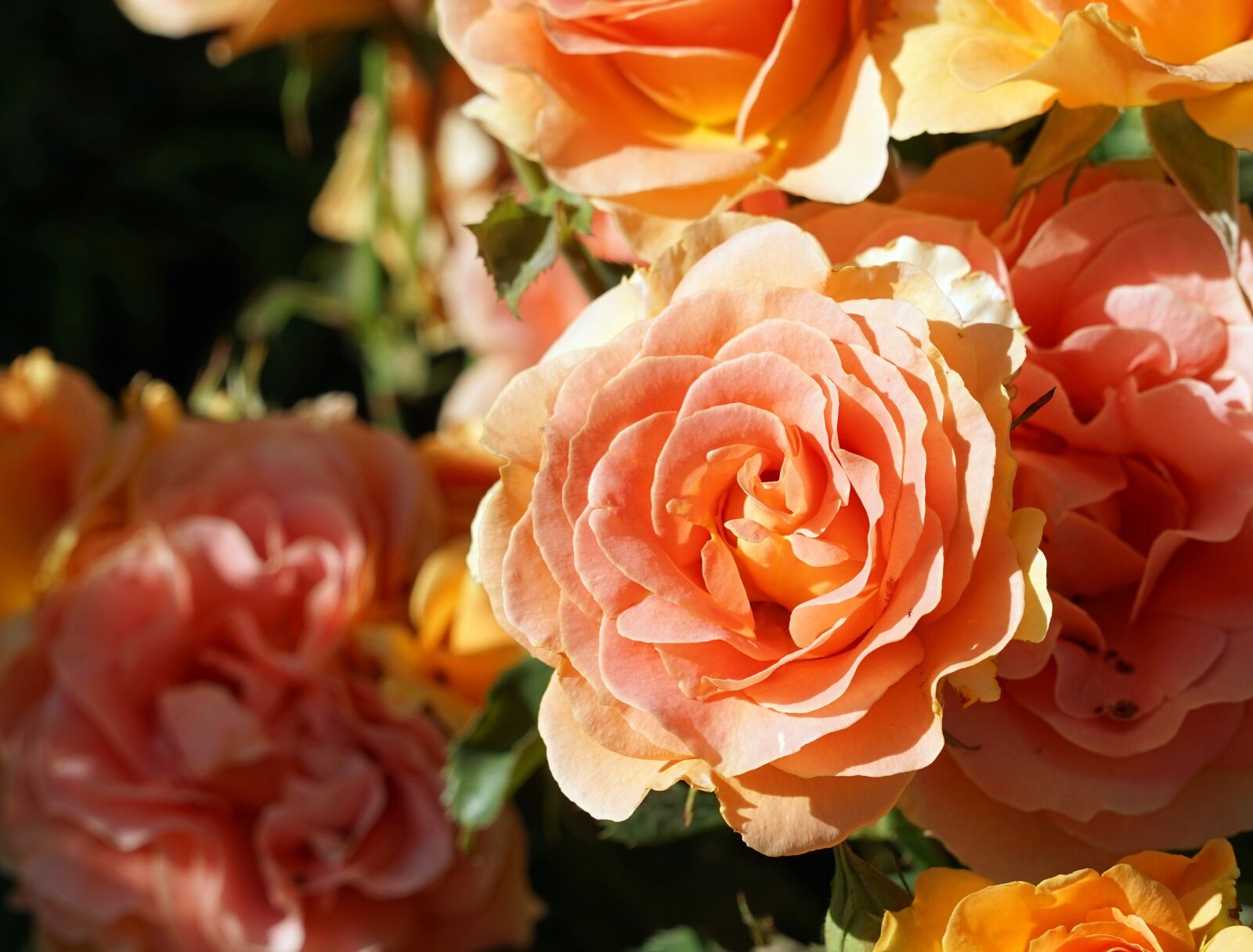 Sony a7 + Sony FE 24-240mm F3.5-6.3 OSS sample photo. Rose, blossom, bloom photography