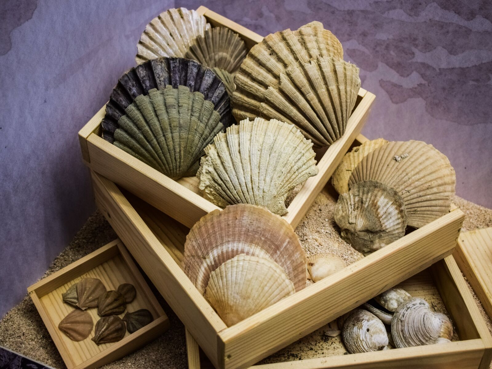 Nikon D3300 sample photo. Shells, case, sea photography