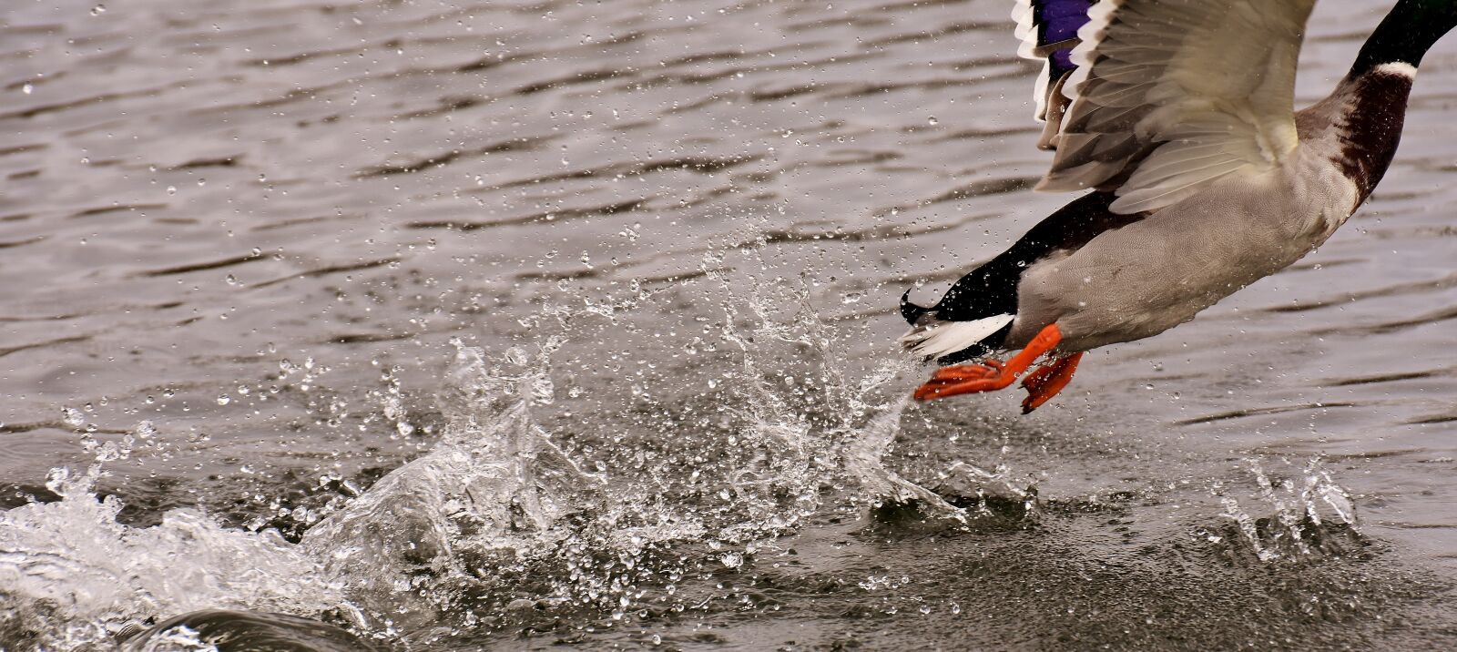 Nikon D7200 sample photo. Duck, am gone, flying photography