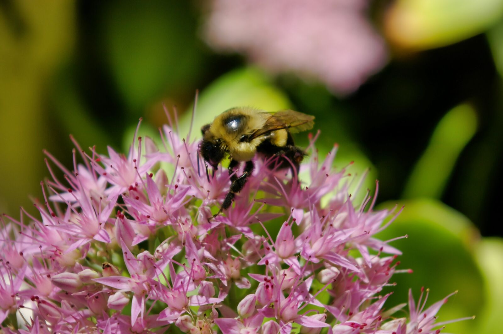 Pentax *ist DL sample photo. Bumblebee, bumble bee, bee photography