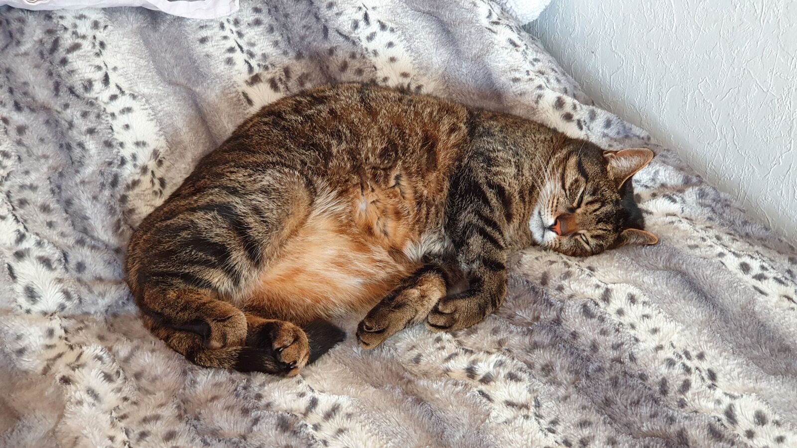 Samsung Galaxy S10+ sample photo. Cat, domestic cat, animal photography