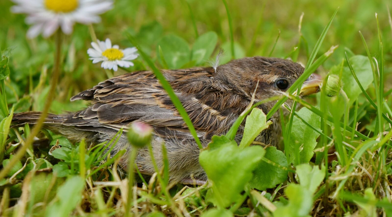 Nikon D5500 sample photo. Green grass, sparrow, young photography