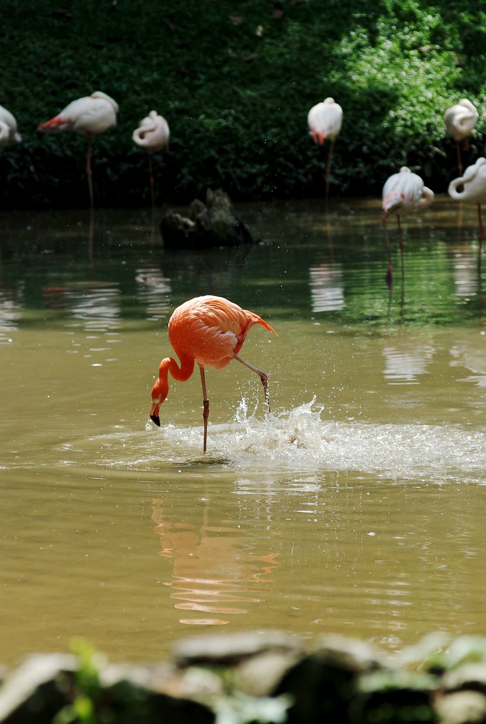 Nikon D80 sample photo. Pelican, bird, lonely photography