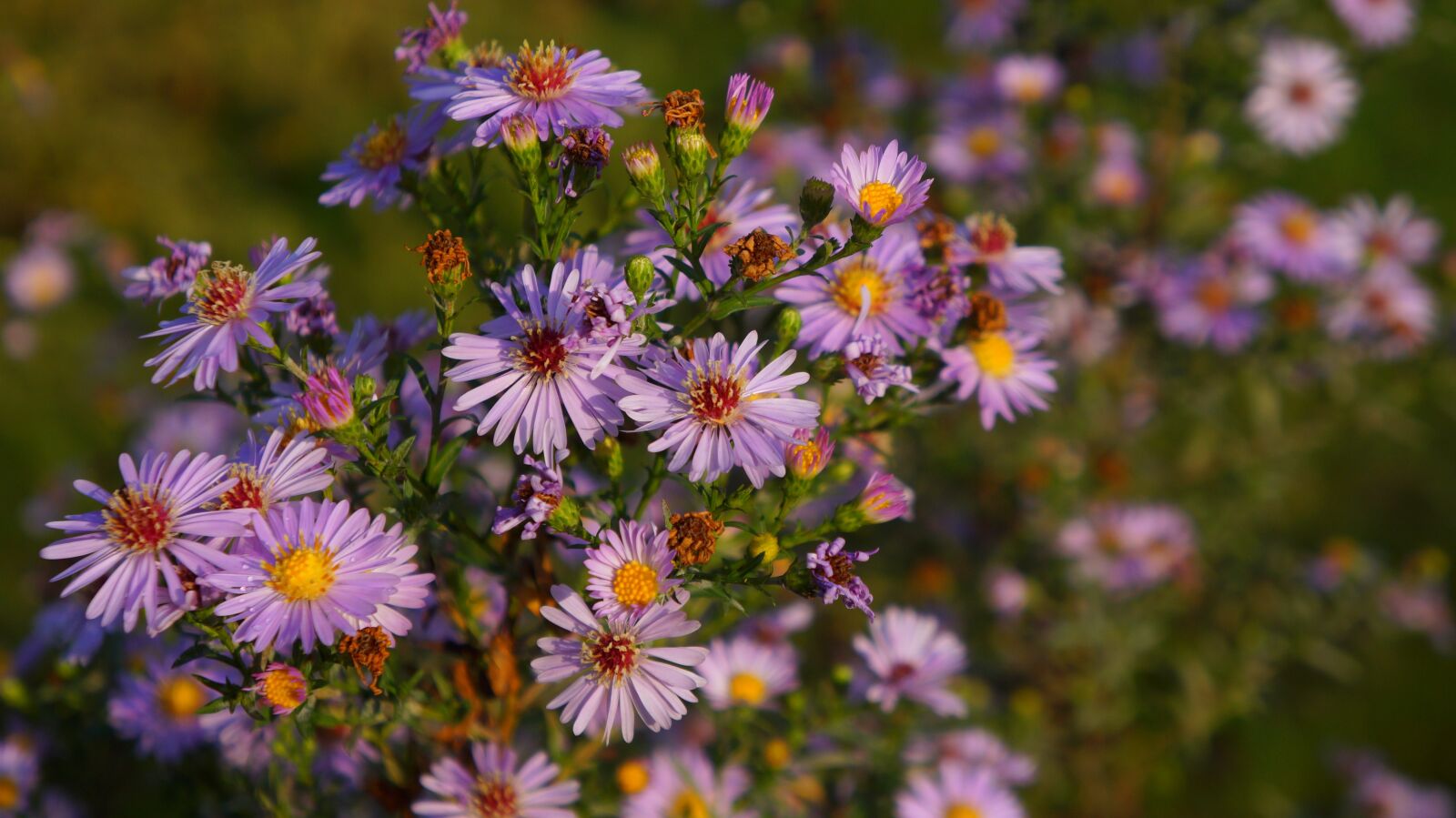 Sony Alpha a3000 + Sony E 18-55mm F3.5-5.6 OSS sample photo. Nature, plants, violet photography