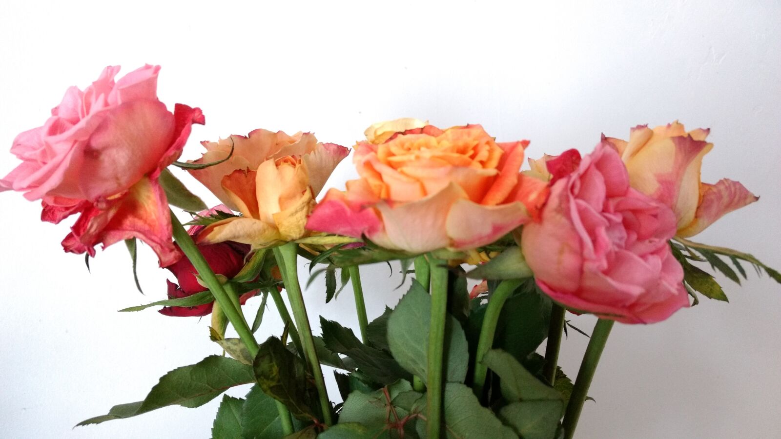 Motorola Moto G (4) sample photo. Flower, nature, flora photography