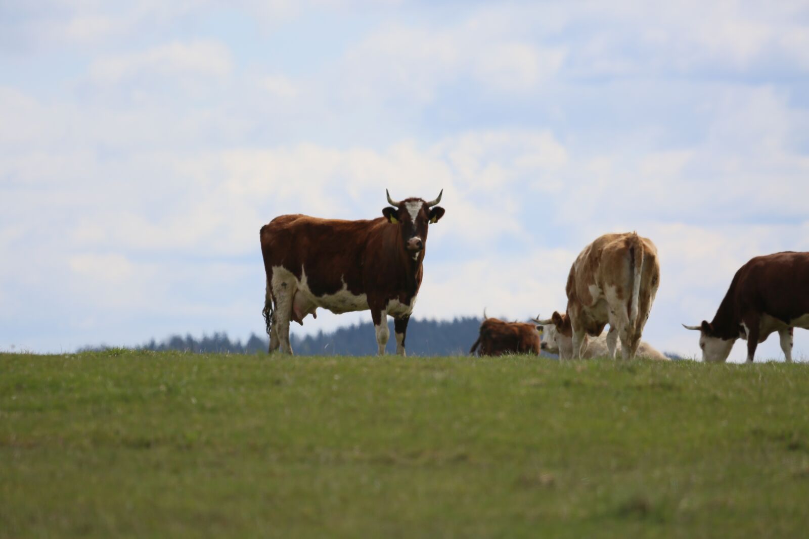 Canon EF 100-400mm F4.5-5.6L IS USM sample photo. Cow, pasture, alm photography