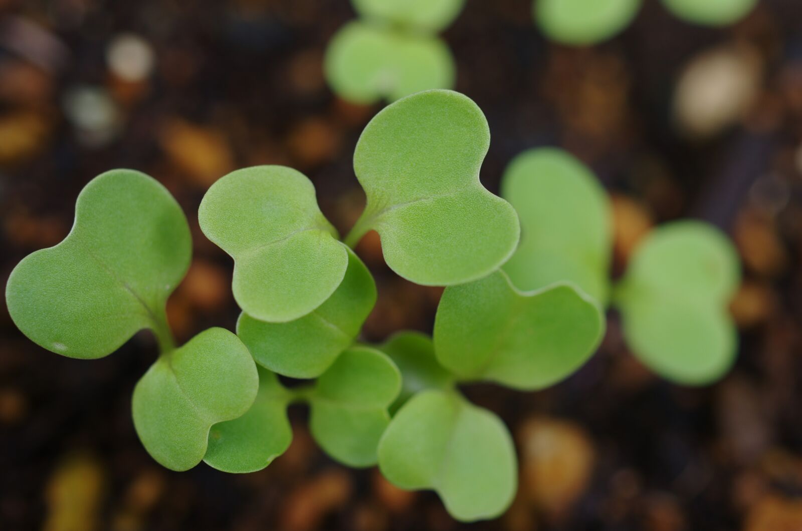 Pentax K-5 II sample photo. Sprout, green, plant photography