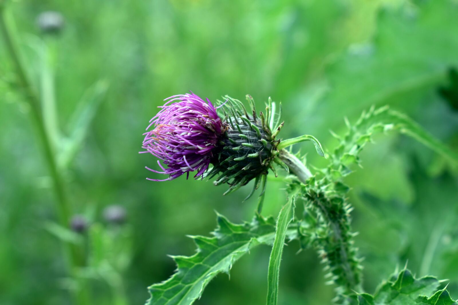 Nikon D3500 sample photo. Cirsium vulgare, thistle, purple photography