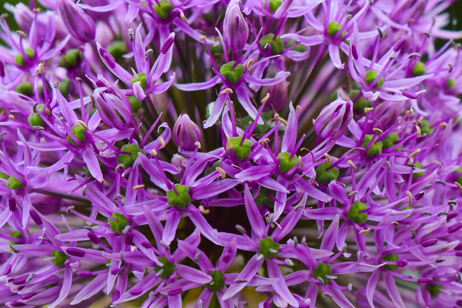 Nikon D3300 sample photo. Flowers, ornamental onion, plant photography