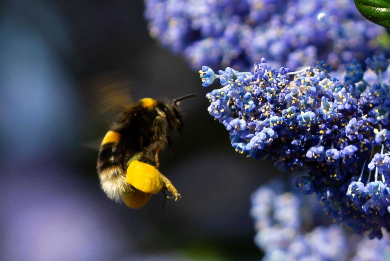 Canon EOS 5D Mark III sample photo. Pollen on bee, bee photography